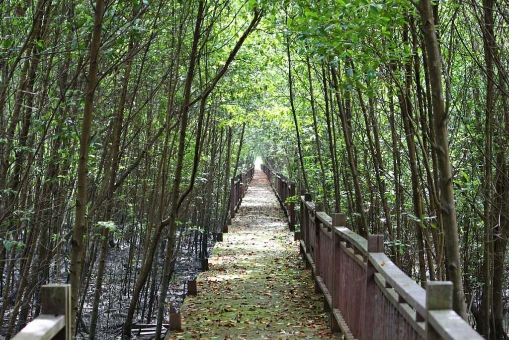 Minat dengan kehijauan alam semula jadi? Jom bersiar di Taman Alam Kuala Selangor, antara tempat healing di KL dan Selangor.